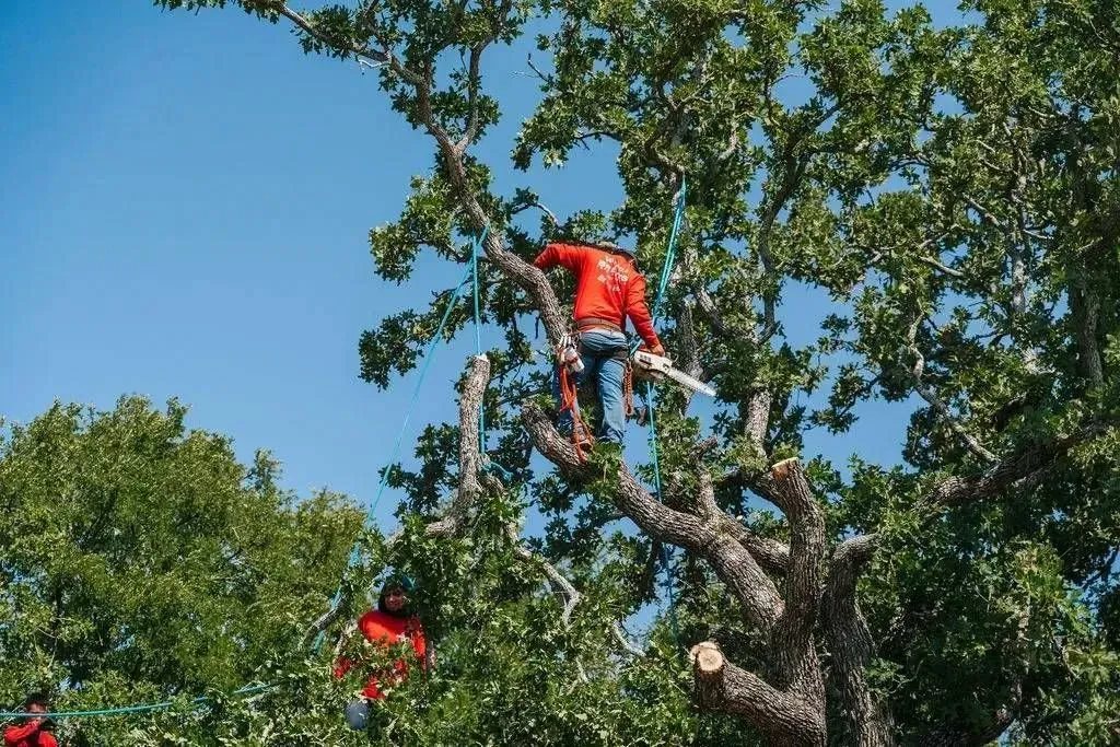 Team trimming