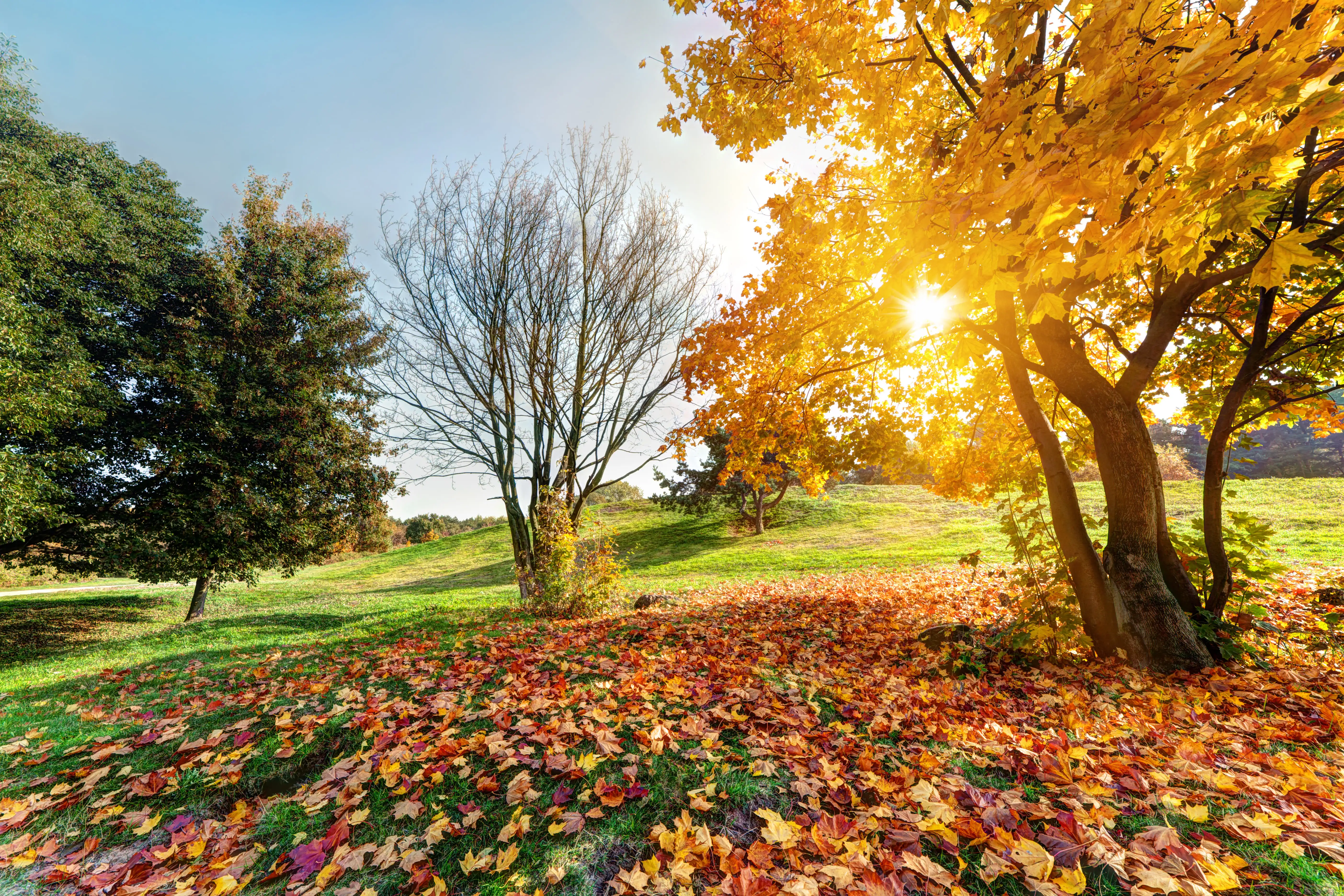 Seasonal Tree Care: Spring, Summer, Fall, and Winter Tips