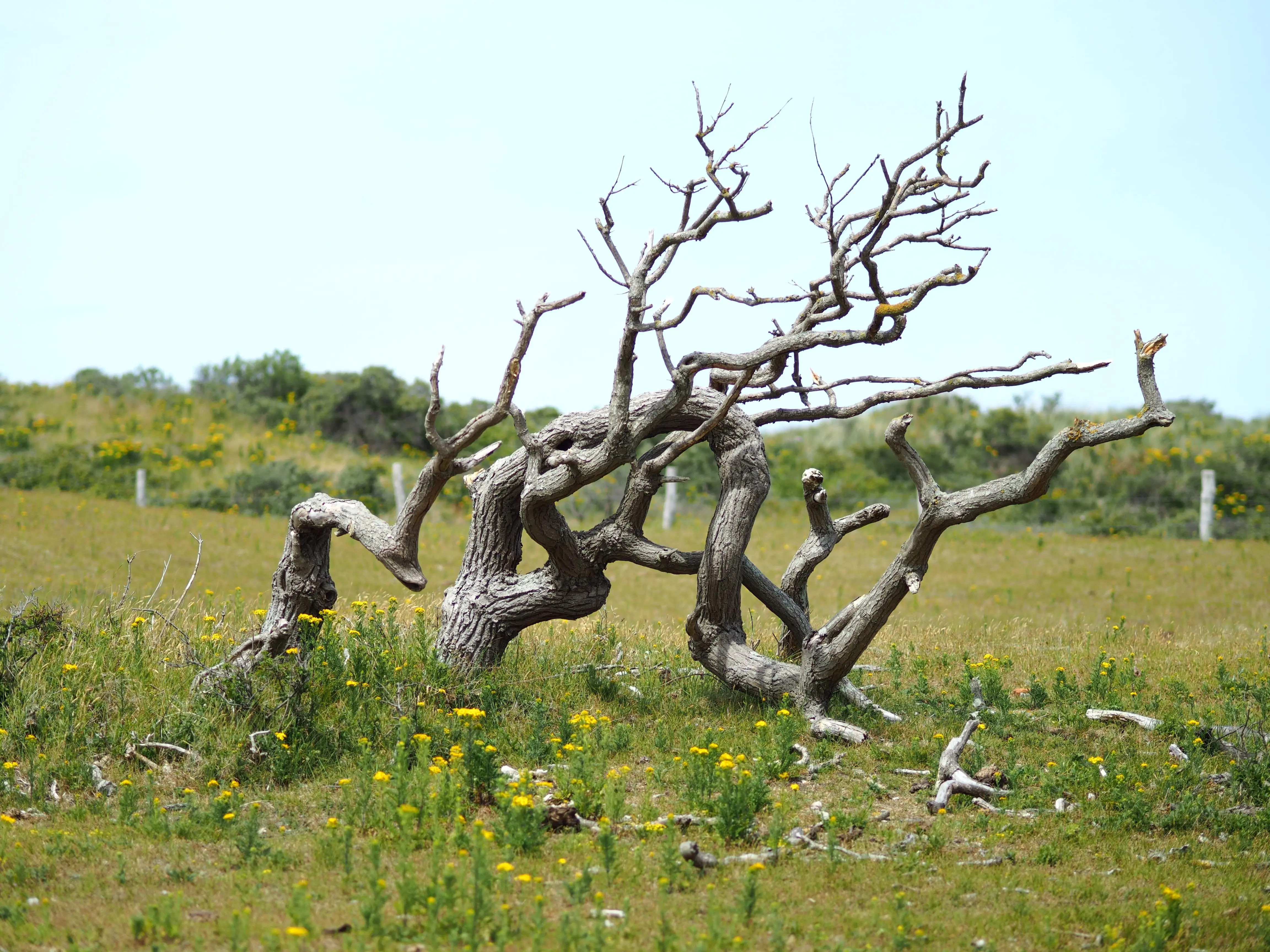 Is My Tree Dead or Dormant? A Simple Winter Checklist for Central Texas Trees