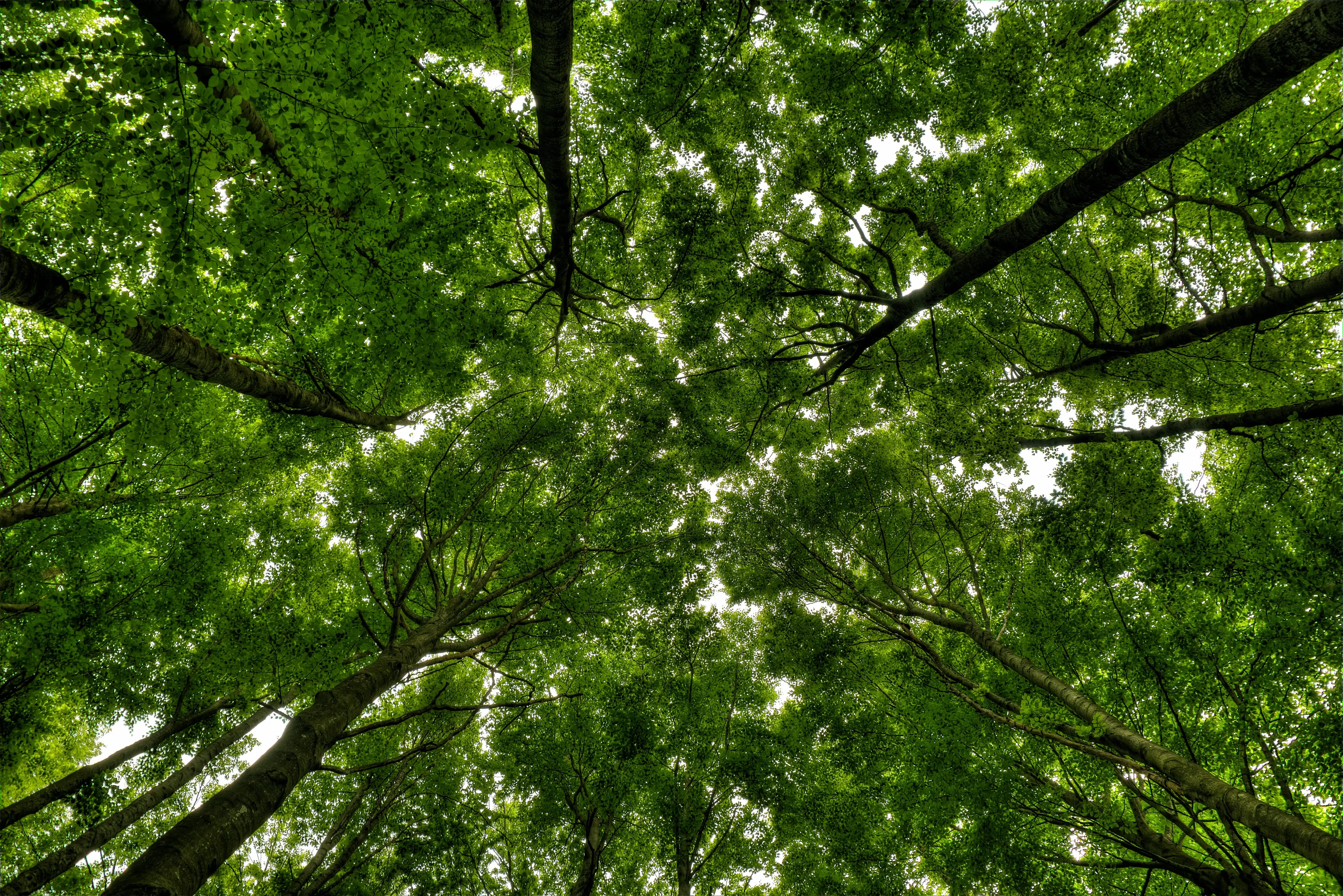 Top 10 Tree Species in Travis & Williamson County, TX & How to Care for Them